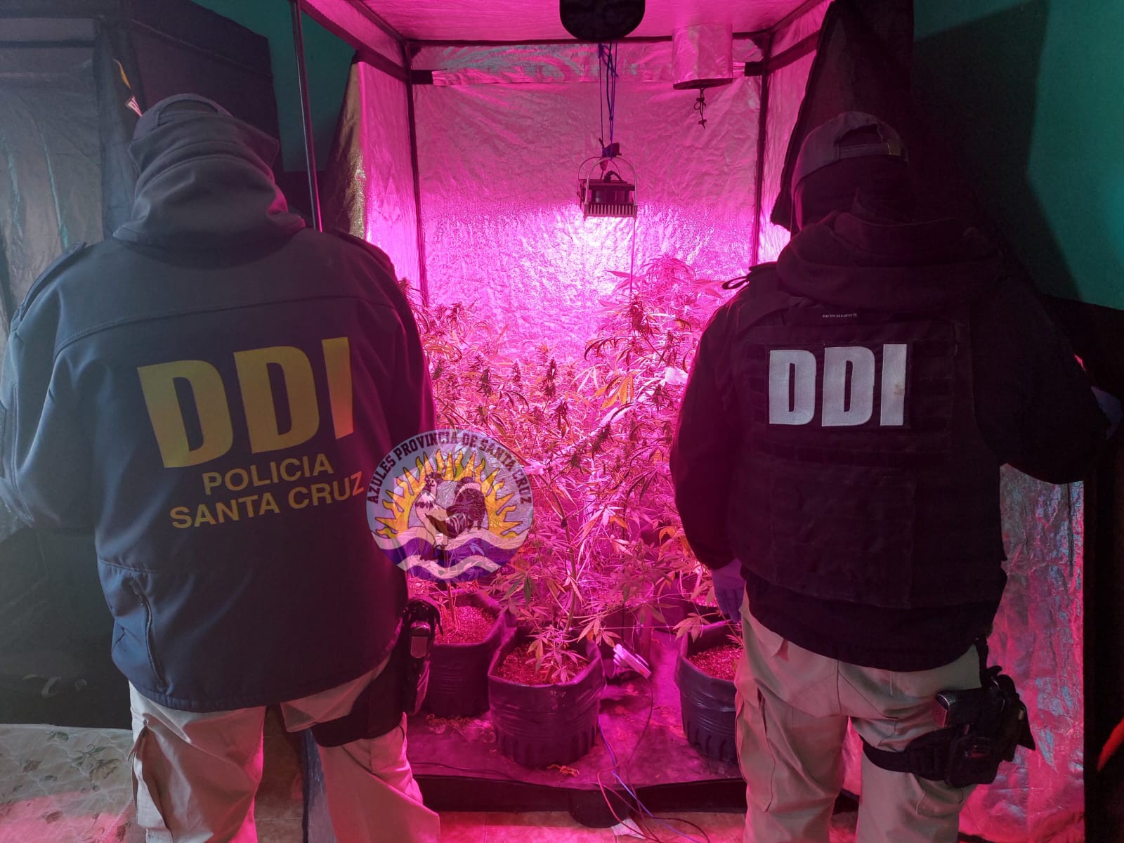 Puerto Deseado Dos allanamientos roban cultivos de marihuana (3)