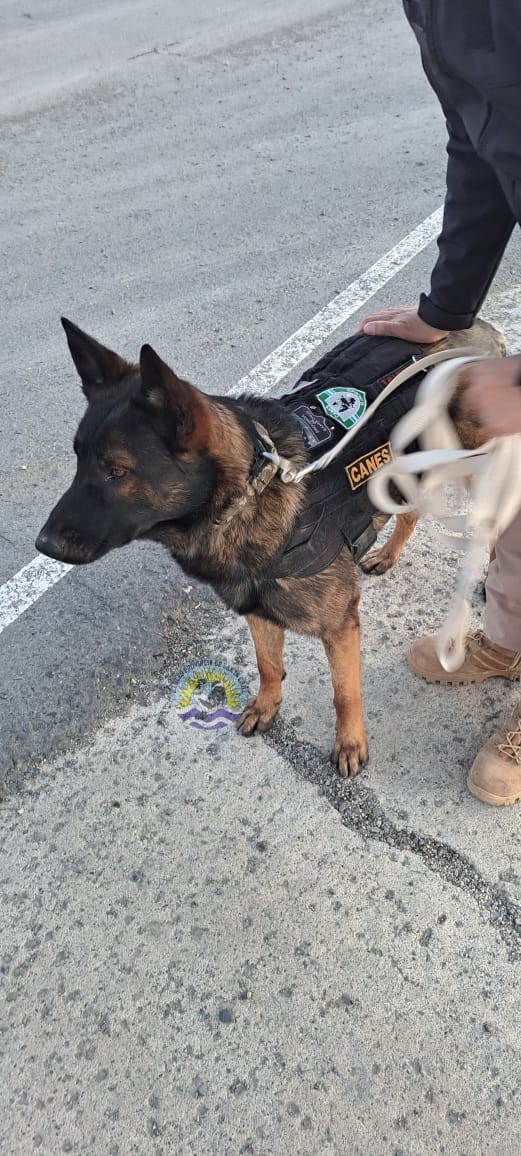 Operativo en El Calafate Canes Detectores K9 Candy y Anubis Participan en Controles Preventivos con Importantes Hallazgos (3)