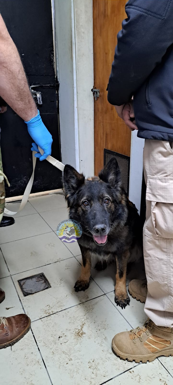 Operativo en El Calafate Canes Detectores K9 Candy y Anubis Participan en Controles Preventivos con Importantes Hallazgos (5)