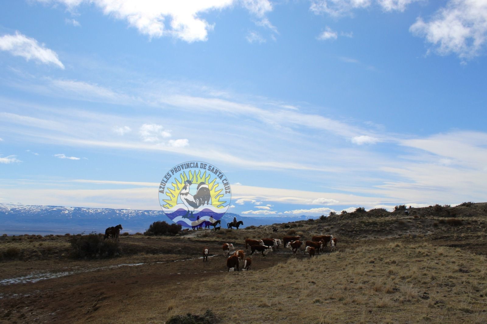 Cumplimiento de orden judicial en estancias del Lago San Martín Detectan animales de otros propietarios en establecimientos ganaderos (2)