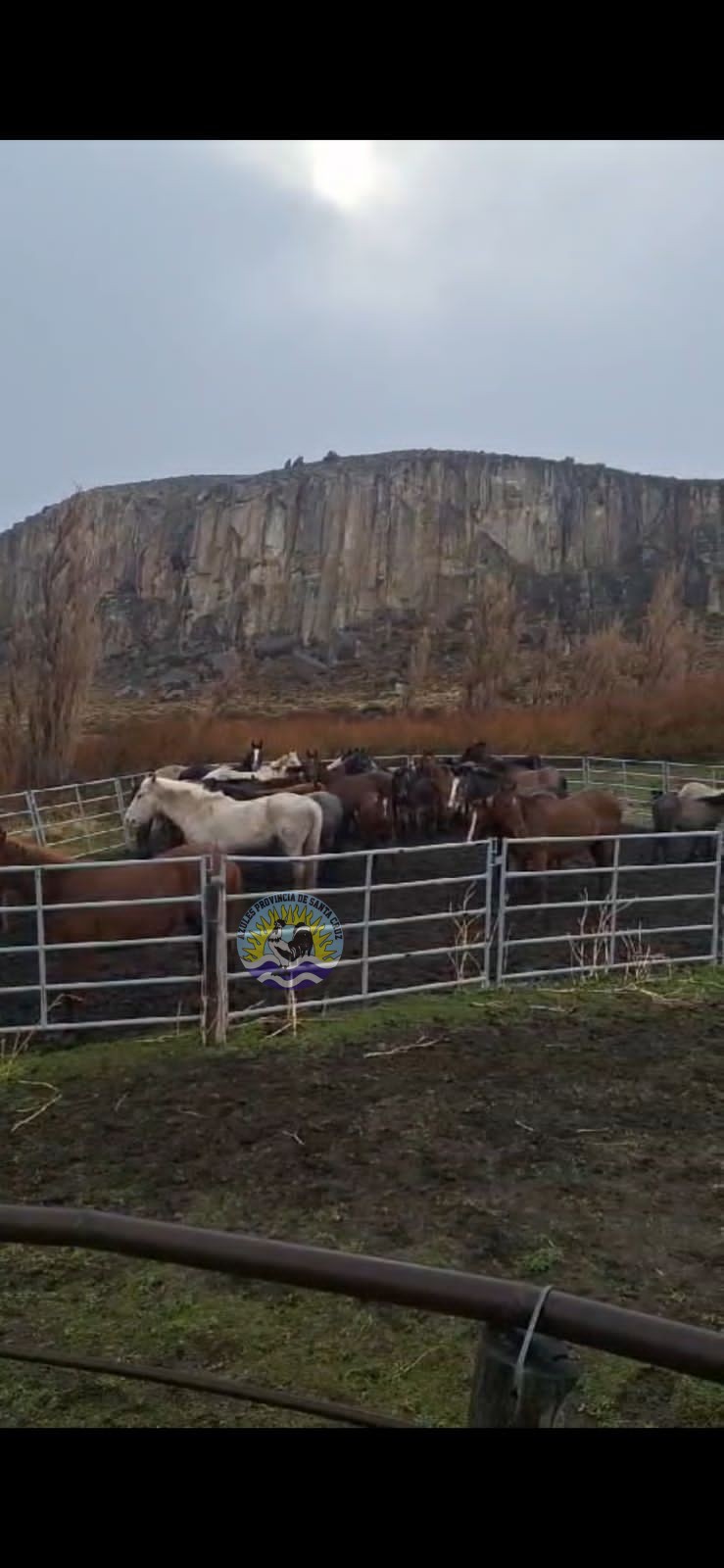 Operativo del DOR El Calafate Detectan irregularidades en el tralado de ganado en la zona del Lago San Martín (2)