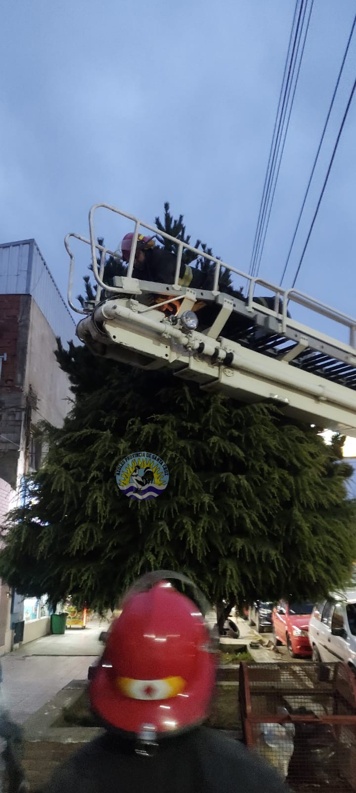 Rescate de un gato atrapado en un árbol en Río Gallegos (1)