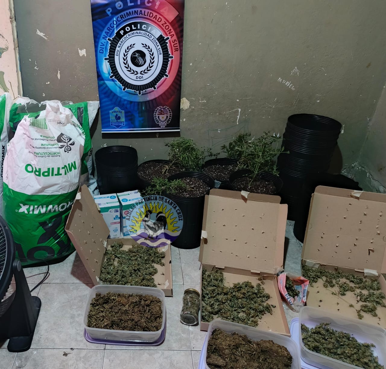 Desmantelan cultivo de 149 plantas de marihuana en Río Gallegos, 11 personas fueron puestas a disposición de la justicia (7)