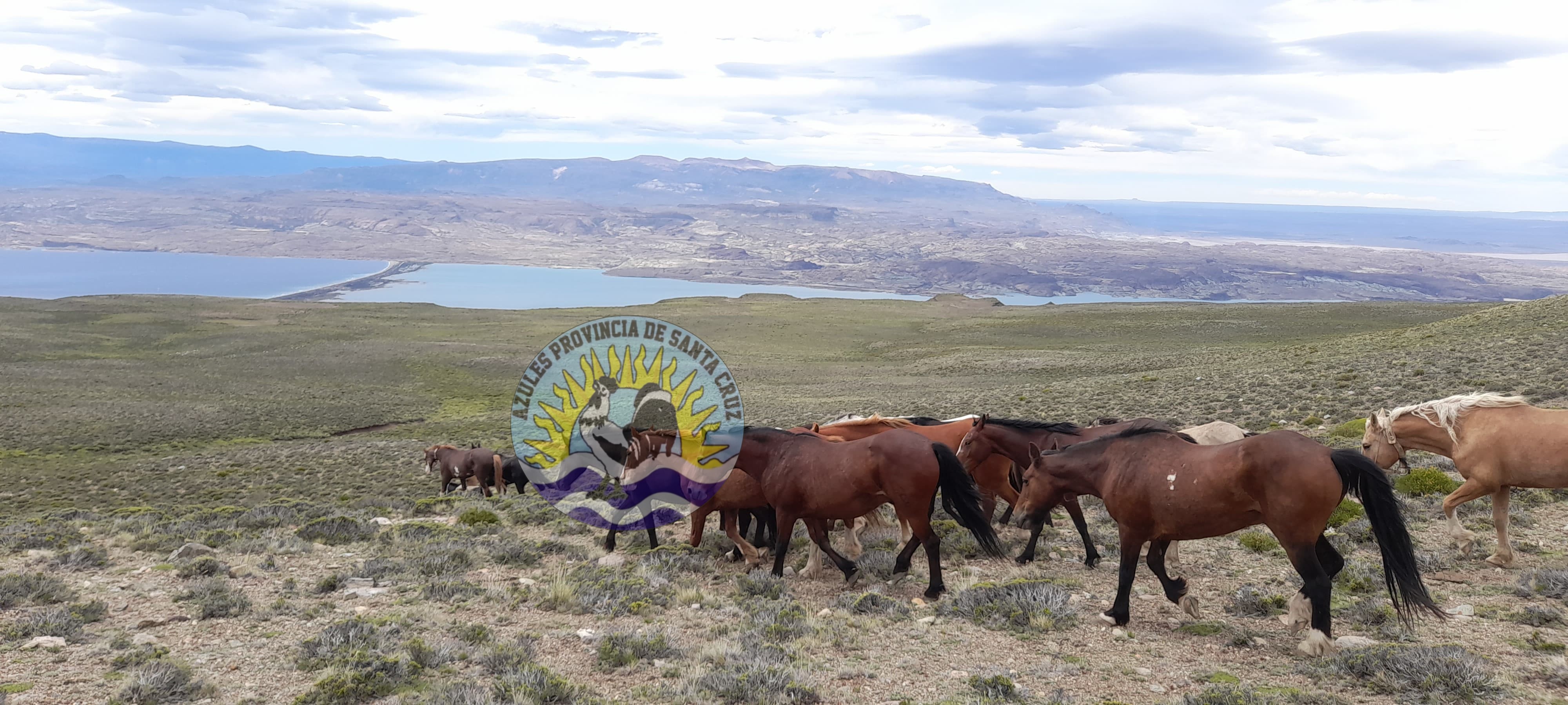 Operativos de la División Operaciones Rurales Perito Moreno en la zona noroeste de Santa Cruz (4)