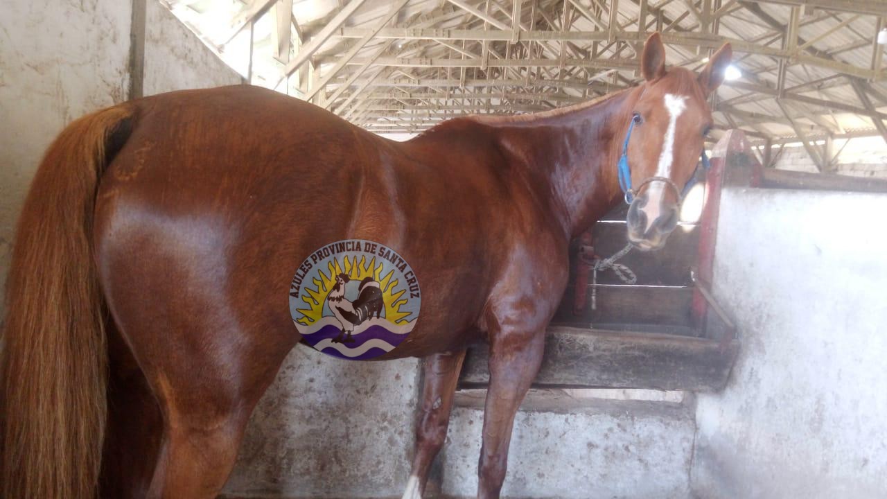 Puerto Deseado Exitosa recuperación de una yegua del ejército argentino tras nueve días de búsqueda (2)