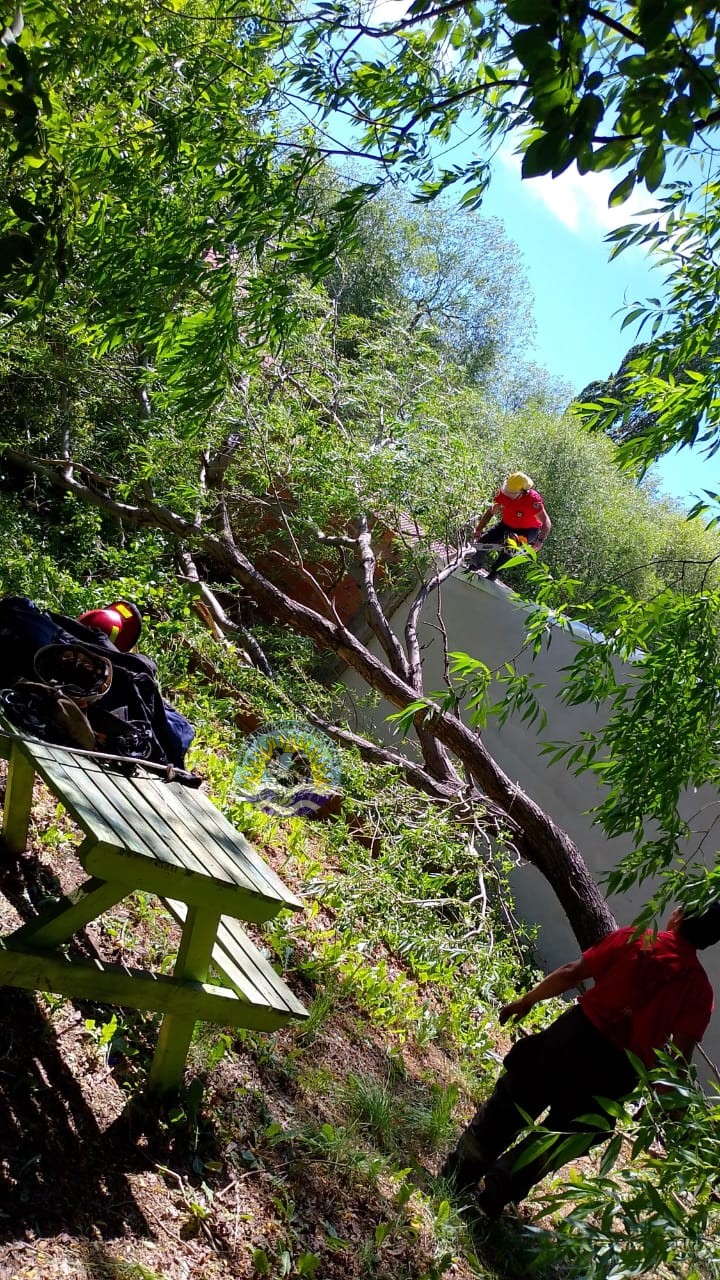 Ráfagas de vientos causaron desprendimiento de un árbol (2)