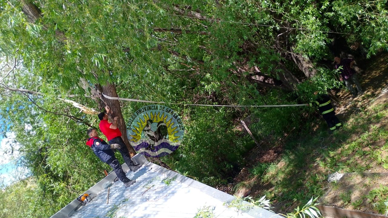 Ráfagas de vientos causaron desprendimiento de un árbol (4)